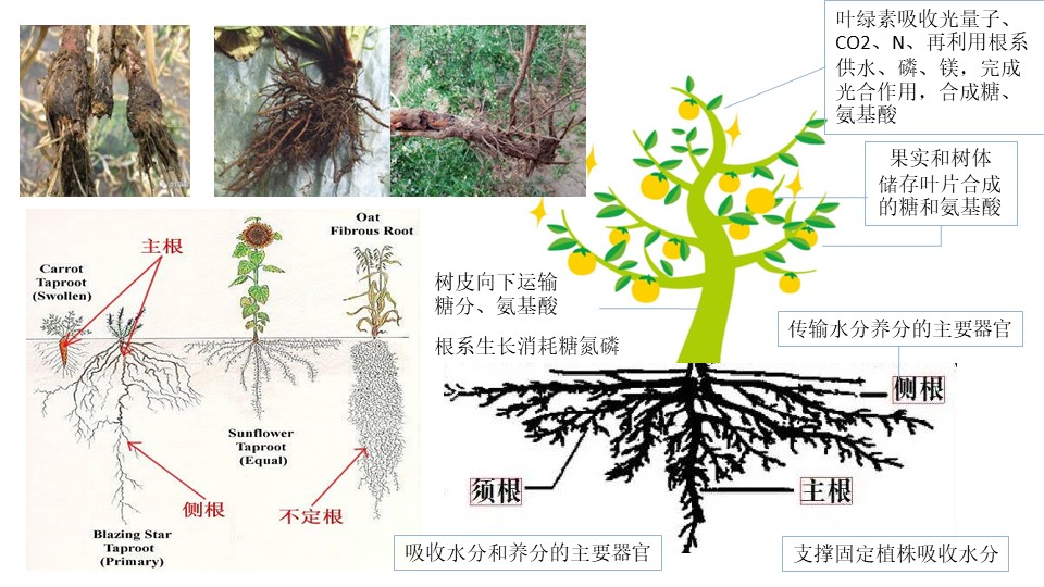 赵总20221126-种植提质增效-美狮贵宾会微生态肥-营销培训.jpg